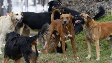 Especialista asegura que la ley de perros peligrosos incrementó el abandono de animales grandes