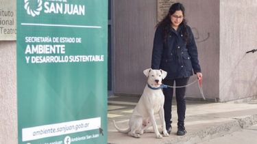 Una app para pichichus, la nueva herramienta que tendrá San Juan