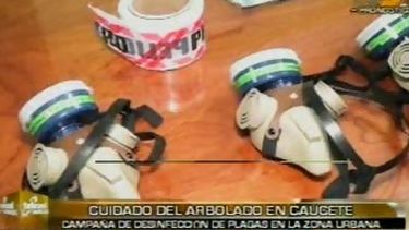 Habrá campaña de desinfección en el arbolado caucetero