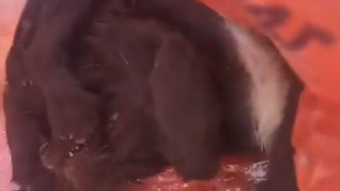 Video: en medio de la basura, encontraron a un perro dentro de una bolsa en Albardón