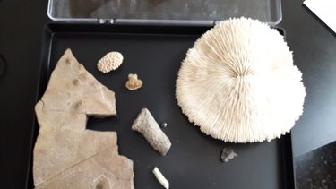 El creador del museo Einstein y su último descubrimiento