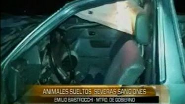 Baistrocchi: Vamos a sancionar duramente al dueño del animal