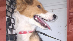 Emilce, la perrita sanjuanina que se salvó de los peor gracias a un grupo de obreros, una fundación y una familia. Emilce, la perrita sanjuanina que se salvó de los peor gracias a un grupo de obreros, una fundación y una familia.