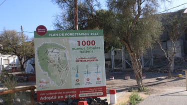 Hace dos años se plantaron 1.000&nbsp; árboles en Vallecito, donde se encuentra la Difunta Correa, pero en el camino algunos perecieron.