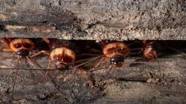 Viene el calor, vienen los bichos: mirá cómo hacer para evitar plagas en San Juan