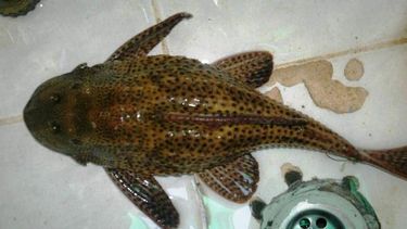 Aseguran que hallaron un pez diablo en el dique de Ullum