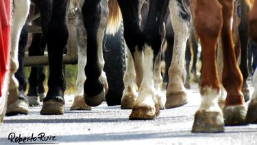 Si te gustan los caballos, mirá más fotos de la cabalgata