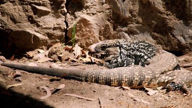 El Faunístico, con ‘novedosos inquilinos’ y espacios para vivir una experiencia diferente: los detalles