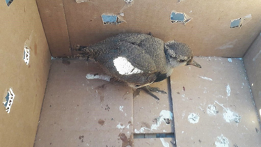 Una de las aves rescatadas en distintos departamentos de San Juan durante el fin de semana.