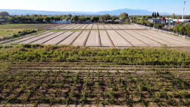 Enología: una escuela agrotécnica que conforma un verdadero pulmón verde en plena ciudad de San Juan