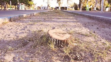 Así quedó el bulevar zondino con los cipreses talados