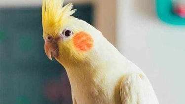 Se perdió la cacatúa Pochito en Rawson y su familia pide ayuda para encontrarlo.