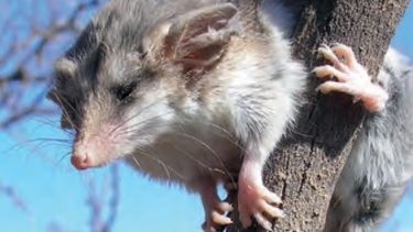 La marmosa es uno de los animales más llamativos del Parque Provincial Ischigualasto.