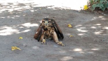 Salvaron a un gavilán que había sido envenenado en Rivadavia