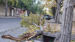 Las secuelas del viento Zonda en Capital, con ramas caídas en las calles. Las secuelas del viento Zonda en Capital, con ramas caídas en las calles.