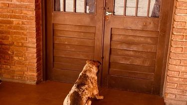 La mejor compañía: el perro que esperó a su dueña mientras votaba&nbsp;