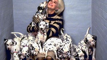 Otra cadena falsa: los dálmatas no están en riesgo