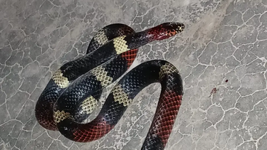 Vecinos de Albardón encontraron una serpiente en una plazoleta