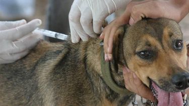 Atención vecinos, vacunación antirrábica en La Bebida