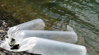 Ambiente realizó la segunda siembra planificada de pejerrey en el dique San Agustín