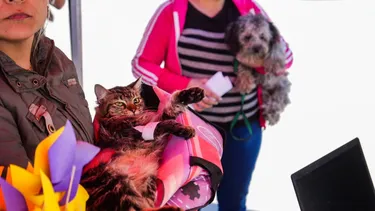 Tanto los gatos como los perros pueden ser castrados a partir de los 6 meses de vida.