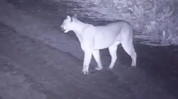 Nuevo avistamiento de un puma en Rivadavia y crece la preocupación Nuevo avistamiento de un puma en Rivadavia y crece la preocupación