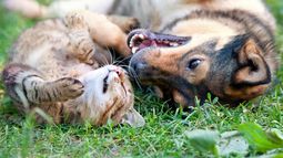 Mirá dónde podés esterilizar tus animales los próximos días