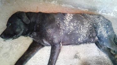 Le pegaron un tiro a un perro: Balto enfrenta una dura batalla y necesita ayuda