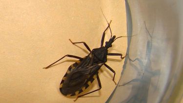 Atención vecinos, desinsectación de Chagas en Rivadavia