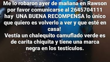 En Rawson: un carretelero le robó a su perro y ahora él ofrece una gran recompensa