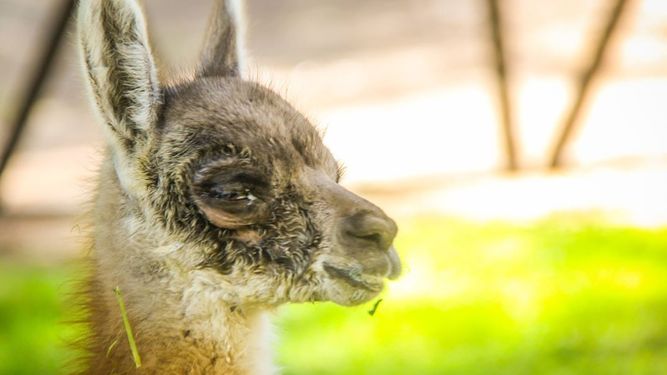 Cher, la guanaquita sanjuanina que quisieron tener de mascota y casi queda ciega