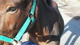 Gracias a la nota de Tiempo, el caballo Fergus volverá a su casaRecorrió tres barrios persiguiendo a un caballo para rescatarlo