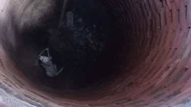 Bomberos Voluntarios de Albardón salvaron a un perro que había caído a un pozo y a un gato que estaba atrapado en el techo de una escuela.