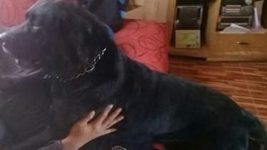 La increíble historia de Apolo: el perro sanjuanino que se encontró con su familia antes de morir