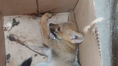 Piden ayuda para asistir a un zorrito que fue atropellado