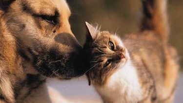 Mirá dónde vacunan y castran animales gratis