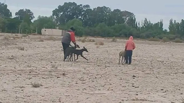 Entrenaban galgos en un descampado del barrio Huarpes y los escracharon