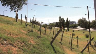 Viñas en la avenida Circunvalación, todo un símbolo