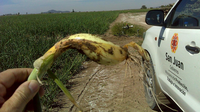 Inician controles de cultivos de semillas en el Valle de Tulum