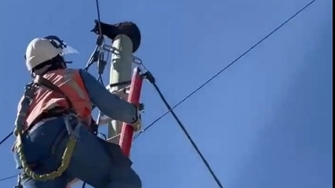 Un trabajador del sistema eléctrico rescató a un gato que había subido a un poste de alrededor de 10 metros de altura.