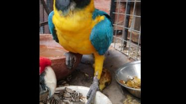 Mirá el Guacamayo que escapó de su hogar en Capital y sorprendió a los vecinos
