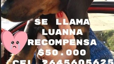 Motochorros atacaron a un abuelo en Rivadavia y le robaron su perrita salchicha