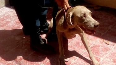 Rescataron 17 perros de raza en total estado de abandono