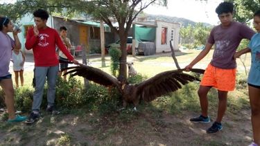 Niños salvaron y rescataron a un cóndor andino que iba a ser atacado por perros