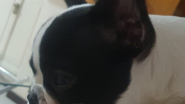 Se robaron a Bonito, un perrito acompañante de terapia de una nena sanjuanina