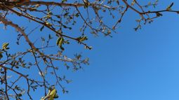 Alérgicos en problemas: empezaron a brotar las moras