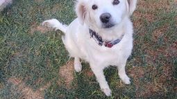 La rifa solidaria que busca seguir ayudando a más de 100 animales en San Juan