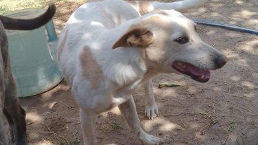 Después de un año, devolvieron a Pety una de las perritas de la casa del horror en Santa Lucía