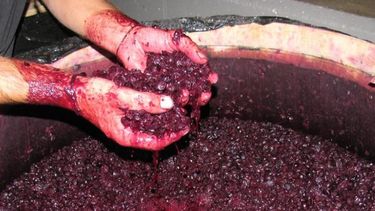 Mendoza no cumple con los porcentajes para mosto