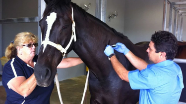 Mientras crece la vacunación a caballos contra la encefalomielitis equina, se detectaron casos de la enfermedad en todas las provincias que rodean a San Juan.
